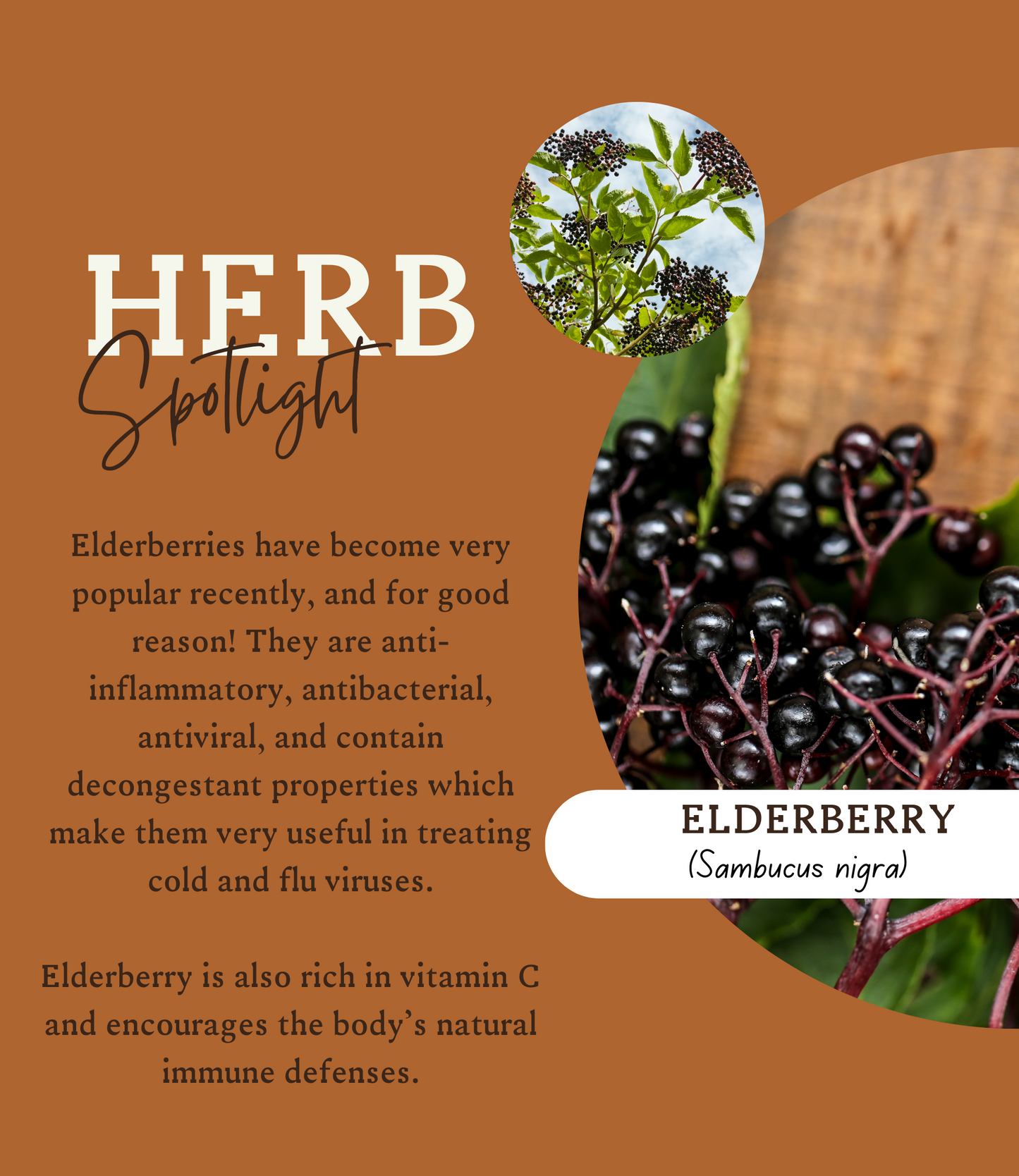 ELDERBERRY REMEDY