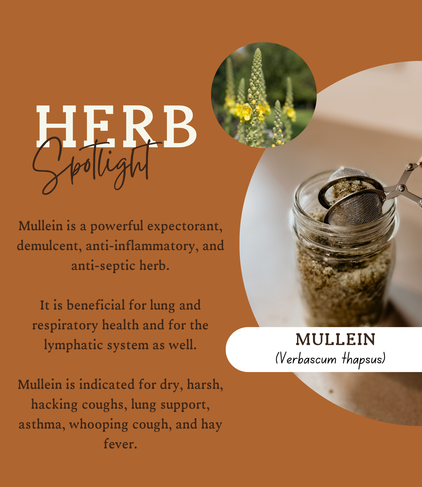 ELDERBERRY REMEDY